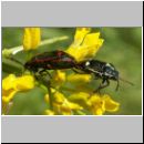 Eurydema oleraceum - Kohlwanze 04.jpg